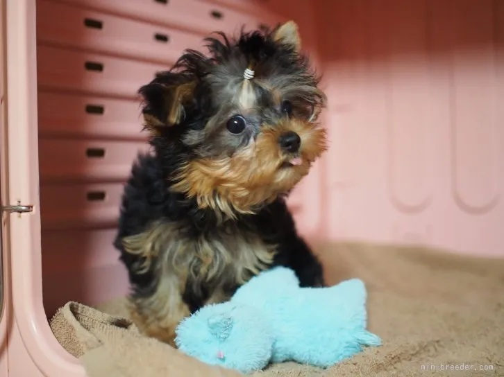 ID：1601-00755の子犬