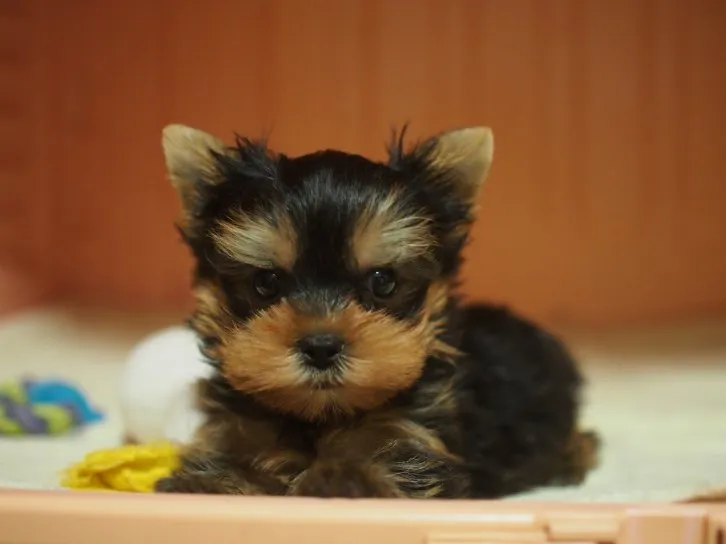 だい&あずき 様のお迎えした子犬