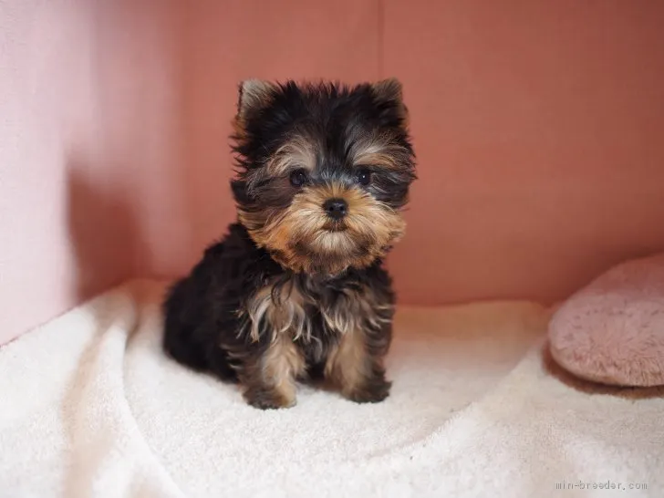 ミミ 様のお迎えした子犬