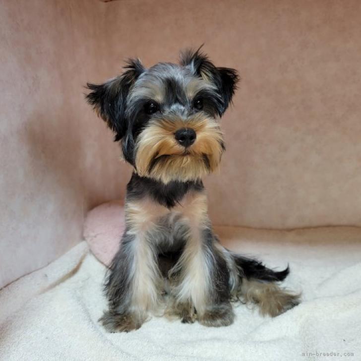 ヨークシャーテリア 東京都 男の子 22年3月9日 スティールブルー タン サマーカット したら別犬になりまして お手入れ楽チン みんなのブリーダー 子犬id 25 ヨークシャーテリア 東京都 男の子 22年3月9日 スティールブルー タン サマーカット したら別犬になりまして お手入れ楽チン みんなのブリーダー 子犬id 25