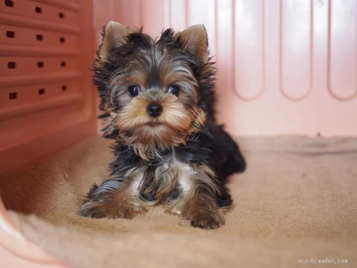 テチママ 様のお迎えした子犬