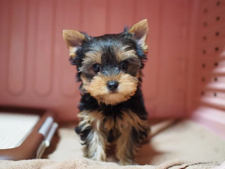 ID:1701-00891の子犬