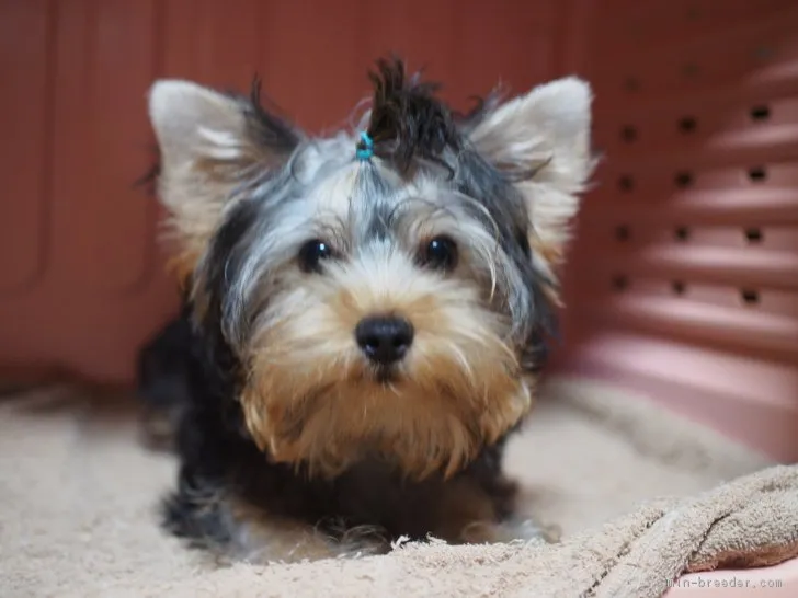 永吉 様のお迎えした子犬