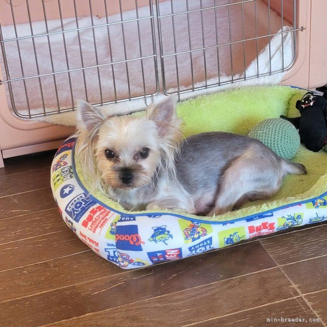 ヨークシャーテリア【・女の子・2020年10月1日・スティールブルー&amp;タン】