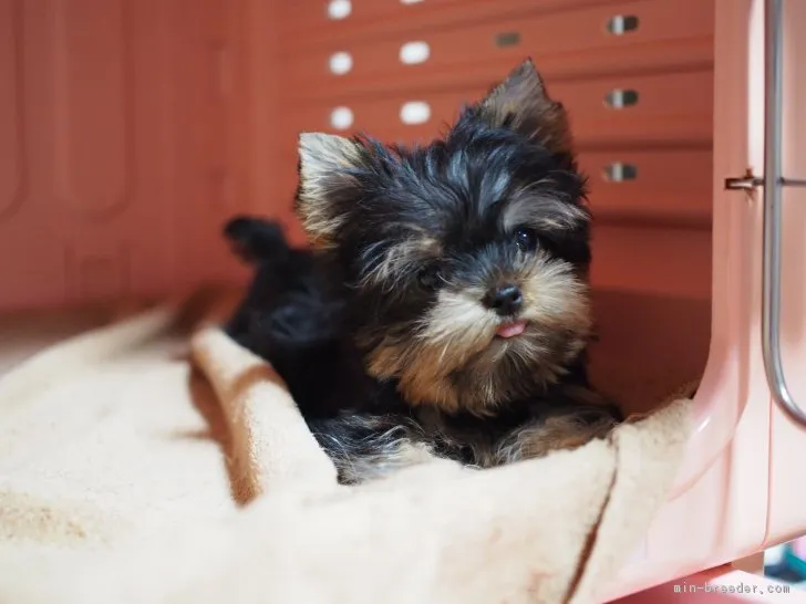 こころん 様のお迎えした子犬
