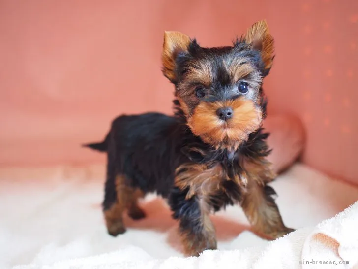 N.I 様のお迎えした子犬