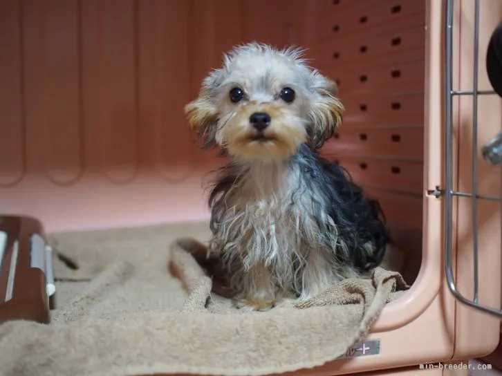 ID：1601-00753の子犬