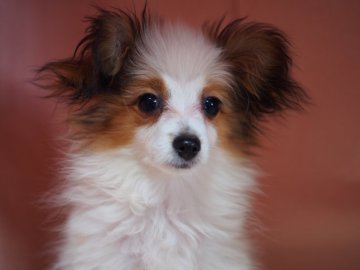 パピヨン【東京都・女の子・2019年12月3日・ホワイト&ブラウン】の写真「こ、これは…最高傑作！？再びプレミアムか！」