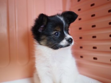パピヨン【東京都・女の子・2015年8月13日・トライ】の写真「性格がたまらなく可愛い～(〃艸〃)」