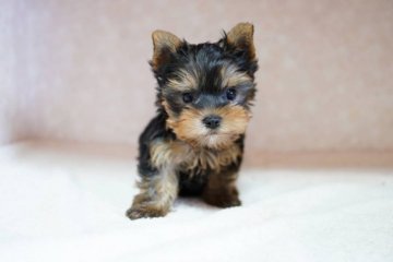 ヨークシャーテリア【東京都・女の子・2021年10月6日・スティールブルー&タン】の写真「激かわ！久々ドキッとしました～！！！」