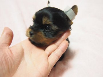 ヨークシャーテリア【東京都・女の子・2015年2月20日・スティールブルー&タン】の写真「お顔が真ん丸、詰まってます！」