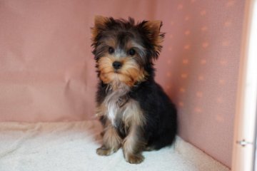 ヨークシャーテリア【東京都・男の子・2021年1月24日・スティールブルー&タン】の写真「心優しい性格のゆずっ子、ラストです。」