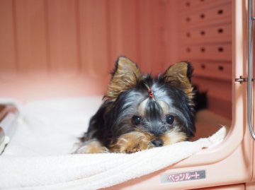 ヨークシャーテリア【東京都・女の子・2015年10月31日・スティールブルー&タン】の写真「話をよく聞いてくれます！」