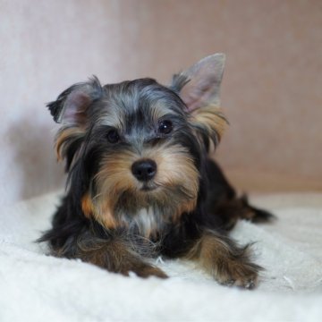 ヨークシャーテリア【東京都・男の子・2023年3月1日・スティールブルー&タン】の写真「②お利口さんで可愛い子です。」