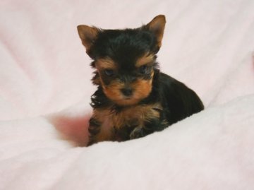 ヨークシャーテリア【東京都・女の子・2015年2月13日・スティールブルー&タン】の写真「大人しめなおﾁﾋﾞちゃん♪」