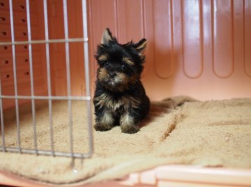 ヨークシャーテリア【東京都・女の子・2015年6月23日・スティールブルー&タン】の写真「おﾁﾋﾞ、短足、胴詰まり！」