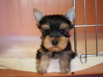 ヨークシャーテリア【東京都・男の子・2015年5月22日・スティールブルー&タン】の写真「ご見学は7/10まで！」