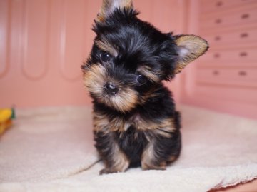 ヨークシャーテリア【東京都・女の子・2015年9月4日・スティールブルー&タン】の写真「お目目クリッと…そんな目で見つめないで～！」