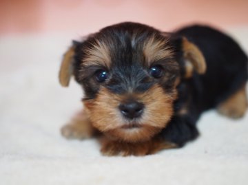 ヨークシャーテリア【東京都・女の子・2016年3月12日・スティールブルー&タン】の写真「優しいお顔に反してお転婆～(*≧∀≦)」