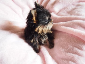 ヨークシャーテリア【東京都・女の子・2014年11月28日・スティールブルー&タン】の写真「生後３ヶ月にして初登場！ﾁﾋﾞﾁﾋﾞ秘蔵っ子！」