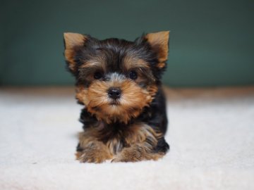 ヨークシャーテリア【東京都・女の子・2019年9月2日・スティールブルー&タン】の写真「ゆずっこ。顔良し、性格よし！③」