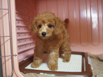 トイプードル(タイニー)【東京都・女の子・2016年5月11日・アプリコット】の写真「甘ったれお転婆娘～！」