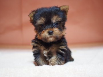 ヨークシャーテリア【東京都・女の子・2020年11月27日・スティールブルー&タン】の写真「昭島出身のくまモン、かわいい！」