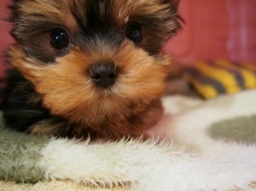 ヨークシャーテリア【東京都・女の子・2014年12月25日・スティールブルー&タン】の写真「X'mas生まれの３姉妹♪」