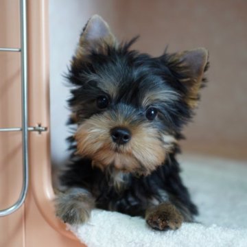 ヨークシャーテリア【東京都・男の子・2023年3月1日・スティールブルー&タン】の写真「①人懐っこく元気いっぱい！」