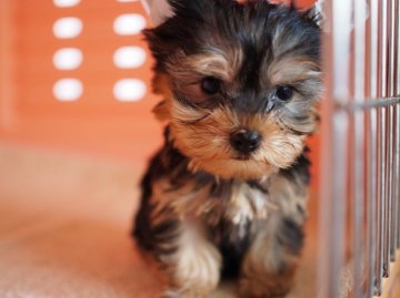 ヨークシャーテリア【東京都・男の子・2015年6月2日・スティールブルー&タン】の写真「オススメ～(Pq''v`*)♪目を引く可愛さ！」