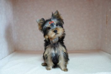 ヨークシャーテリア【東京都・女の子・2021年4月9日・スティールブルー&タン】の写真「走るの凄く速いよ！ドッグランで有名になるね～(笑)」