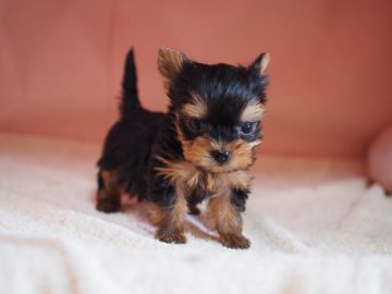 ヨークシャーテリア【東京都・女の子・2020年3月13日・スティールブルー&タン】の写真「自信作！５号」