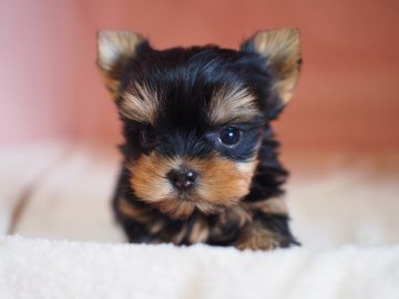 ヨークシャーテリア【東京都・女の子・2020年3月13日・スティールブルー&タン】の写真「自信作！２号」