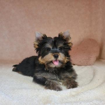 ヨークシャーテリア【東京都・女の子・2022年7月9日・スティールブルー&タン】の写真「成長が楽しみ！可愛いヨーキー５兄弟姉妹(*^^*)」