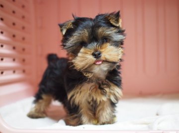 ヨークシャーテリア【東京都・女の子・2015年11月14日・スティールブルー&タン】の写真「無駄吠えなしのお利口さん(*^^*)♪」