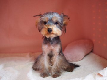 ヨークシャーテリア【東京都・男の子・2019年11月12日・スティールブルー&タン】の写真「【訳あり】お迎えは慎重に！」