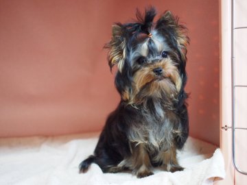 ヨークシャーテリア【東京都・女の子・2019年9月18日・スティールブルー&タン】の写真「濃い～ハッキリクッキリカラー！」