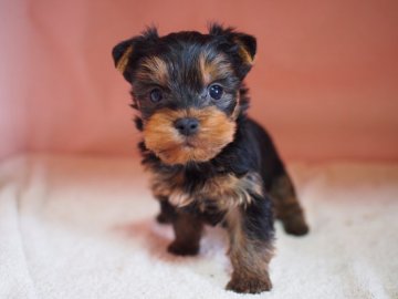 ヨークシャーテリア【東京都・男の子・2020年3月15日・スティールブルー&タン】の写真「ラブちゃんの子はマイペース①」