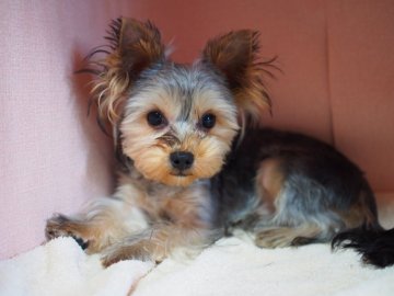 ヨークシャーテリア【東京都・男の子・2019年9月2日・スティールブルー&タン】の写真「ゆずっこ。顔良し、性格よし！①」