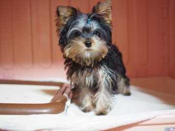 ヨークシャーテリア【東京都・男の子・2015年10月31日・スティールブルー&タン】の写真「」