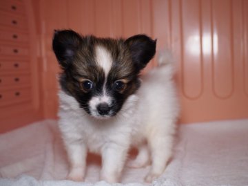 パピヨン【東京都・男の子・2015年8月13日・ホワイト&ブラウン】の写真「弟くんにどうですか～q(q''∀`*)」