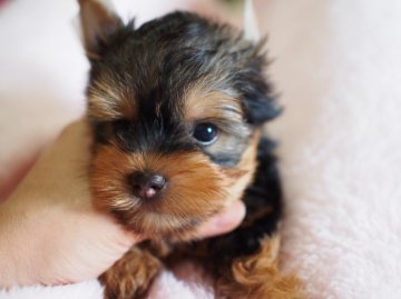 ヨークシャーテリア【東京都・女の子・2015年7月7日・スティールブルー&タン】の写真「ころころ～まるまる～」