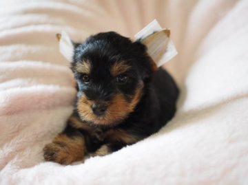 ヨークシャーテリア【東京都・男の子・2015年7月26日・スティールブルー&タン】の写真「ご見学は9/10まで！」