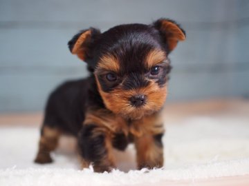 ヨークシャーテリア【東京都・男の子・2019年2月24日・スティールブルー&タン】の写真「イケメン揃いで選べない！！イケメン兄弟①」