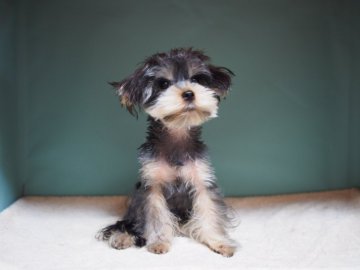 ヨークシャーテリア【東京都・女の子・2019年6月1日・スティールブルー&タン】の写真「骨太５兄弟姉妹④」