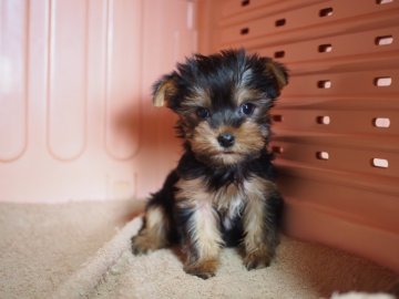 ヨークシャーテリア【東京都・男の子・2017年11月17日・スティールブルー&タン】の写真「2018年第１号は男４兄弟から。①番」