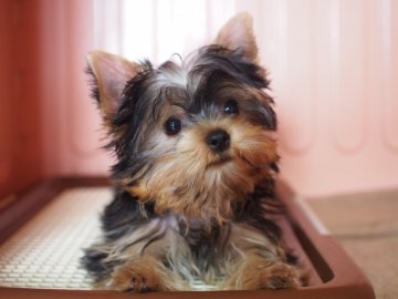 ヨークシャーテリア【東京都・男の子・2018年1月15日・スティールブルー&タン】の写真「丸顔イケメン揃い①」