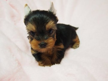 ヨークシャーテリア【東京都・女の子・2015年2月11日・スティールブルー&タン】の写真「美犬(*´艸`)短足・胴詰まり～！」