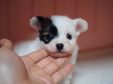 パピヨン【東京都・女の子・2015年12月28日・ホワイト&ブラウン】の写真「アシンメトリー、アシメちゃん♪」