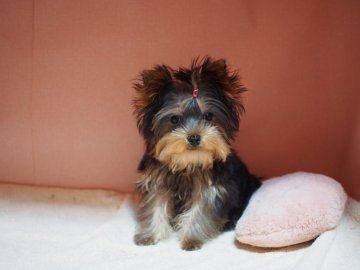 ヨークシャーテリア【東京都・女の子・2019年10月17日・スティールブルー&タン】の写真「なんと６つ子！！大中小の中組。女の子～！」